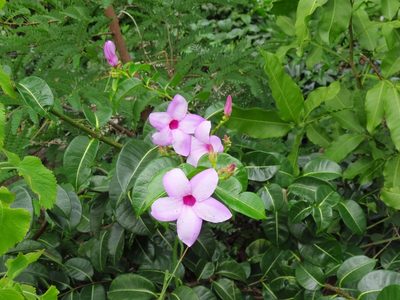 Cryptostegia madagascariensis, photographed by Annika Lindqvist