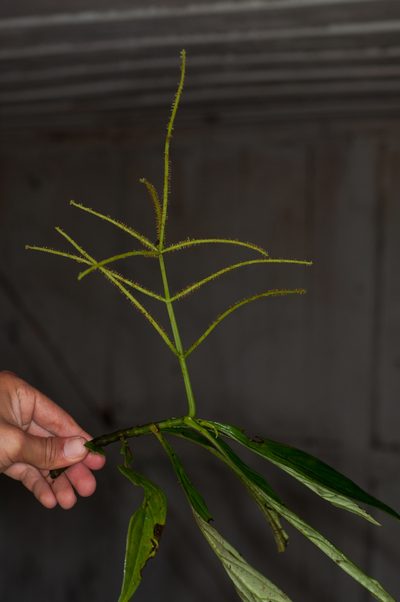 Peperomia lancifolia, photographed by Oscar Marín