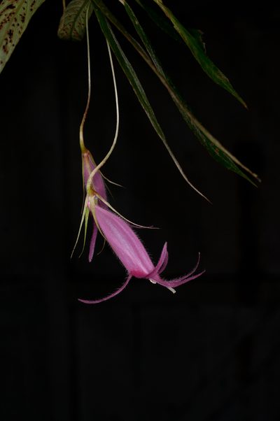 Columnea filipes, photographed by Oscar Marín