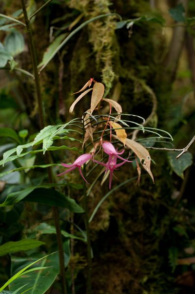 Columnea filipes, photographed by Oscar Marín