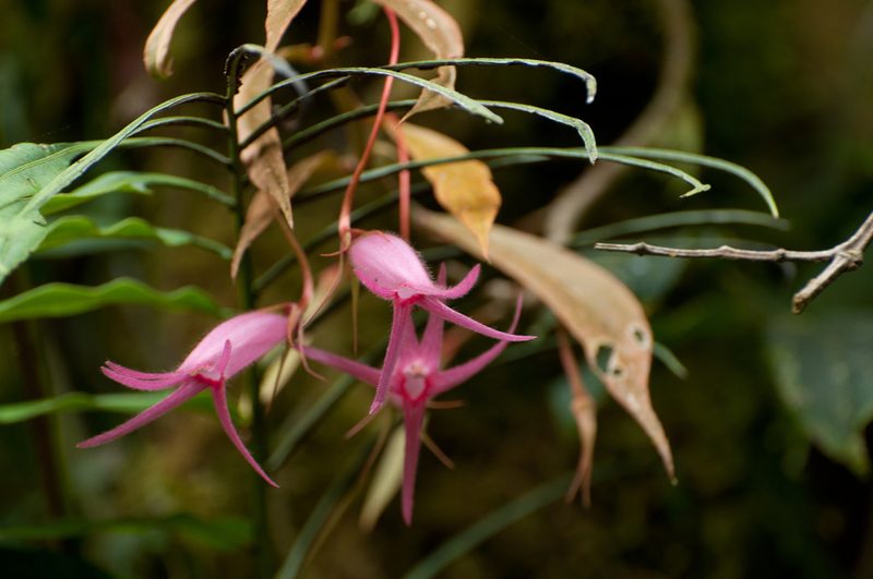 Columnea filipes, photographed by Oscar Marín