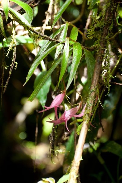 Columnea filipes, photographed by Oscar Marín