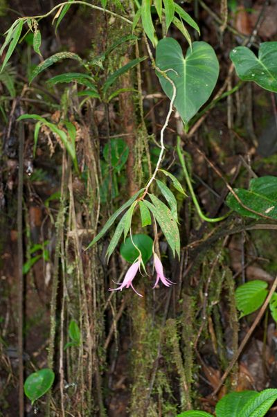 Columnea filipes, photographed by Oscar Marín