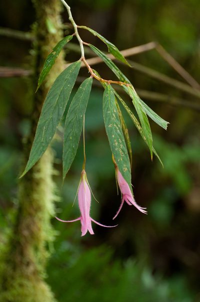 Columnea filipes, photographed by Oscar Marín