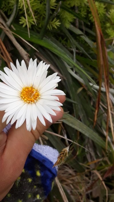 Celmisia graminifolia, photographed by Hannes Oberreiter