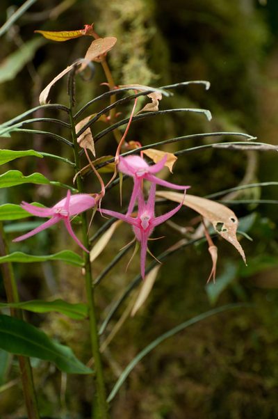 Columnea filipes, photographed by Oscar Marín