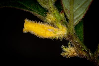Columnea fuscihirta, photographed by Oscar Marín