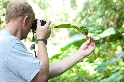 Columnea fuscihirta, photographed by Oscar Marín