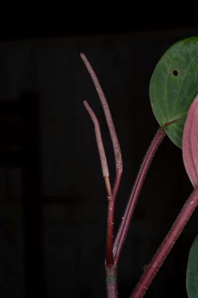 Peperomia sympodialis, photographed by Oscar Marín