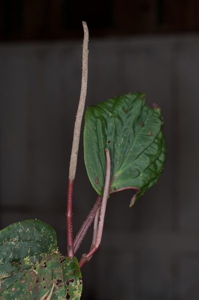 Peperomia sympodialis, photographed by Oscar Marín