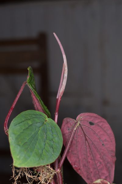Peperomia sympodialis, photographed by Oscar Marín