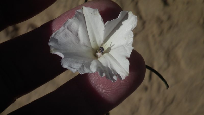 Convolvulus bidentatus, photographed by Shaun Swanepoel