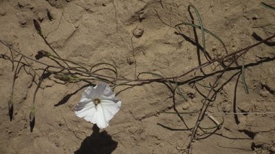 Convolvulus bidentatus, photographed by Shaun Swanepoel