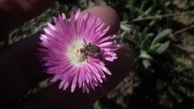 Lampranthus spectabilis, photographed by Shaun Swanepoel