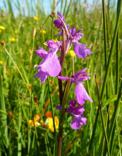 Anacamptis palustris, photographed by Thibaud Aronson