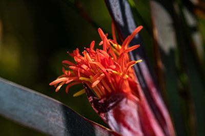 Klattia stokoei, photographed by magriet b