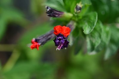Cuphea llavea, photographed by adel-fridus