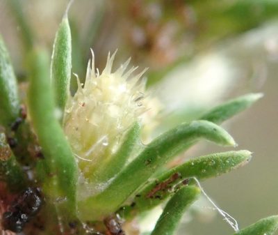 Ifloga glomerata, photographed by Nicola van Berkel