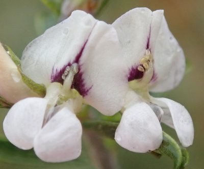 Psoralea spissa, photographed by Nicola van Berkel