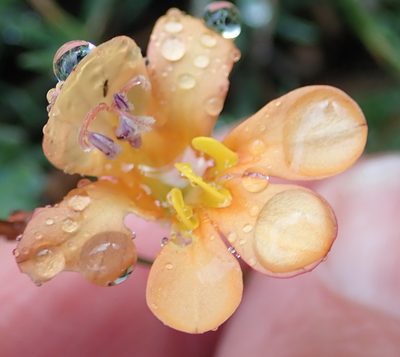 Tritonia securigera, photographed by Nicola van Berkel