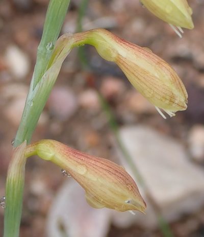 Hesperantha radiata, photographed by Nicola van Berkel