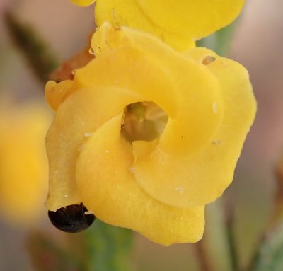 Hermannia decipiens, photographed by Nicola van Berkel