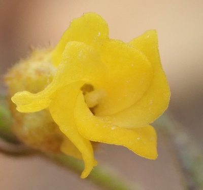 Hermannia decipiens, photographed by Nicola van Berkel