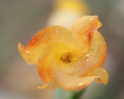 Hermannia stipulacea, photographed by Nicola van Berkel