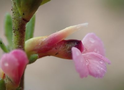 Muraltia dispersa, photographed by Nicola van Berkel