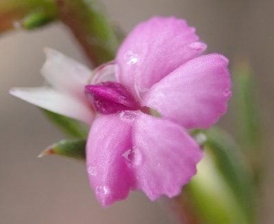 Muraltia dispersa, photographed by Nicola van Berkel