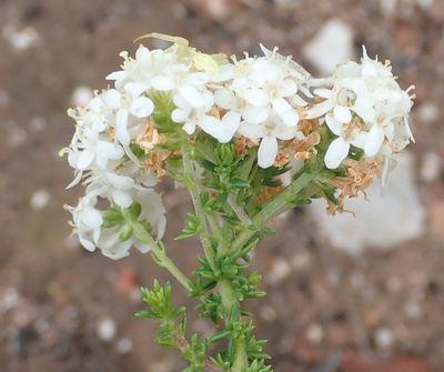 Selago glomerata, photographed by Nicola van Berkel