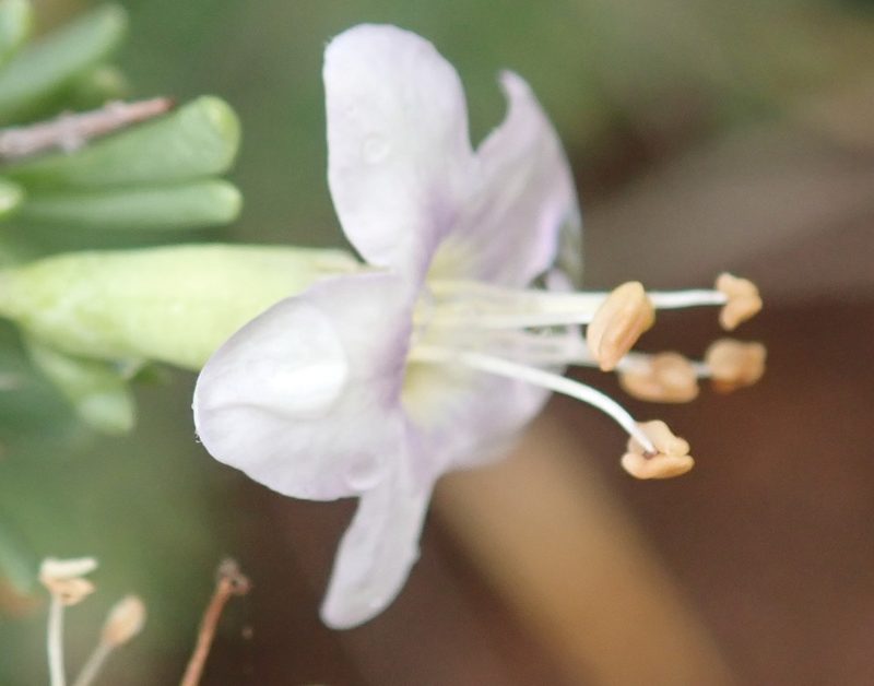 Lycium pumilum, photographed by Nicola van Berkel