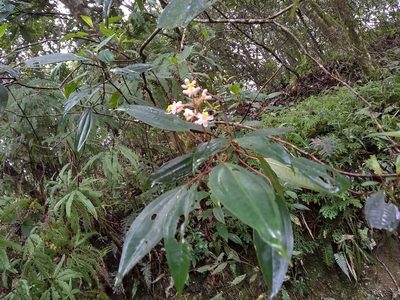 Miconia mexicana, photographed by Oscar Marín