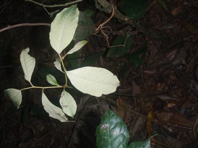Brochoneura usambarensis, photographed by Carrie Seltzer