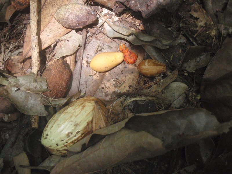 Maesopsis eminii, photographed by Carrie Seltzer