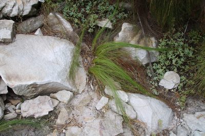 Ficinia acuminata, photographed by Tony Rebelo