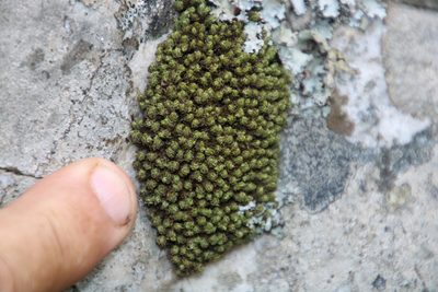 Hypodontium dregei, photographed by Tony Rebelo