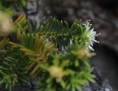 Stilbe rupestris, photographed by Tony Rebelo