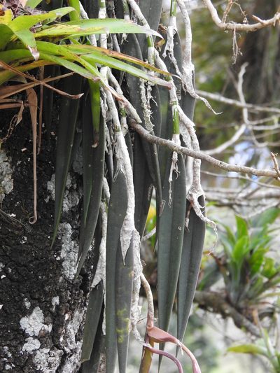 Epidendrum parkinsonianum, photographed by Adrianh M. Orozco