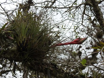 Tillandsia punctulata, photographed by Adrianh M. Orozco