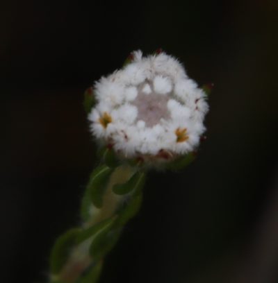 Phylica atrata, photographed by Tony Rebelo
