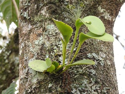 Acianthera circumplexa, photographed by Adrianh M. Orozco