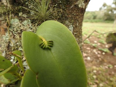 Acianthera circumplexa, photographed by Adrianh M. Orozco