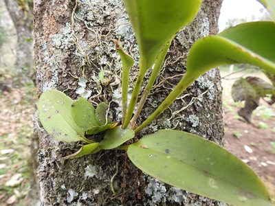 Acianthera circumplexa, photographed by Adrianh M. Orozco