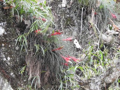 Tillandsia punctulata, photographed by Adrianh M. Orozco