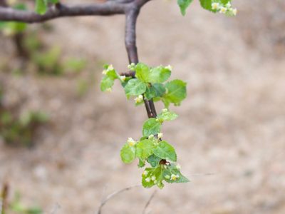 Bursera hindsiana, photographed by Bill Levine