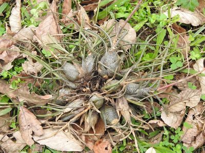 Tillandsia butzii, photographed by Adrianh M. Orozco