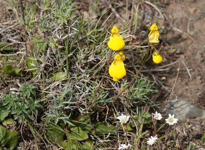 Calceolaria biflora, photographed by Paul Prior