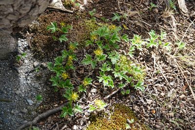 Hamadryas magellanica, photographed by Paul Prior