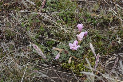 Oxalis enneaphylla, photographed by Paul Prior
